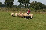 BORDER COLLIE - MOUTONS 032